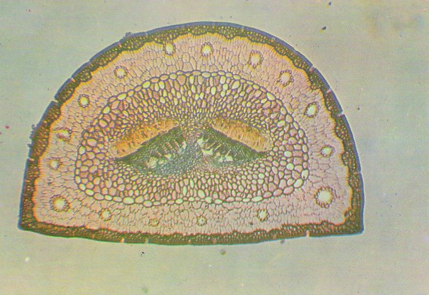 Una fulla és un òrgan dels vegetals. Observa la següent imatge d una secció de fulla de pi i respon: creus que hi ha cèl lules en el seu interior? Indica n alguna amb una fletxa.