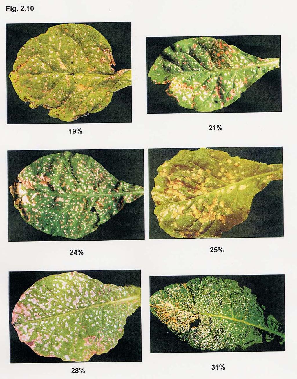 Patrones de comparación de ds en hojas de Nicotiana