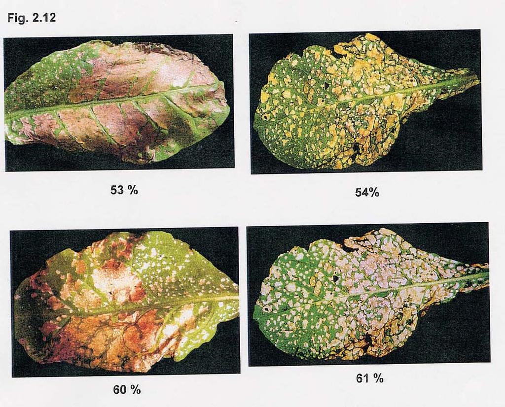 Patrones de comparación de ds en hojas de Nicotiana