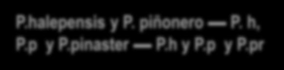 pinaster P.h y P.p y P.