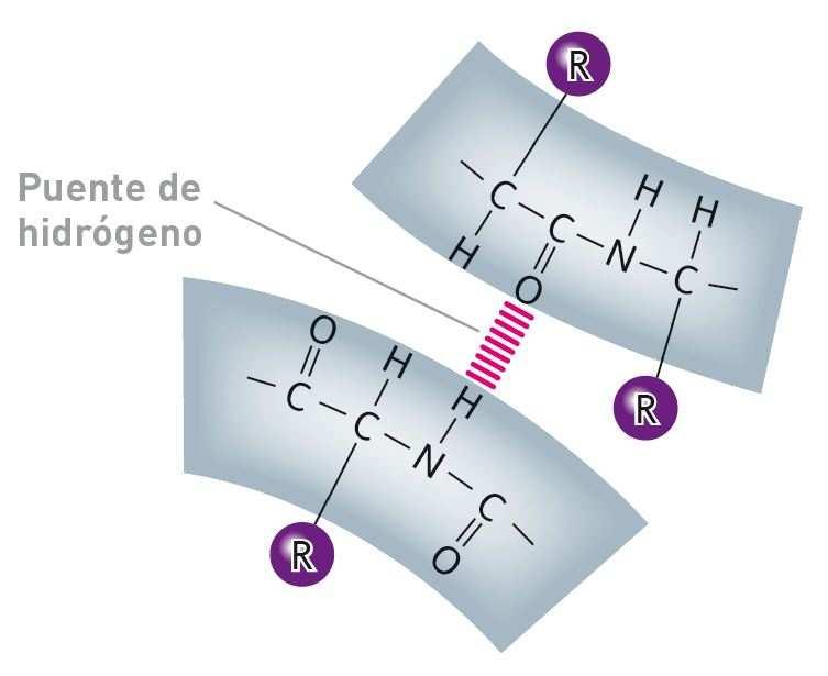 La naturaleza de los átomos que componen el enlace peptídico permite que se puedan formar puentes de hidrógeno