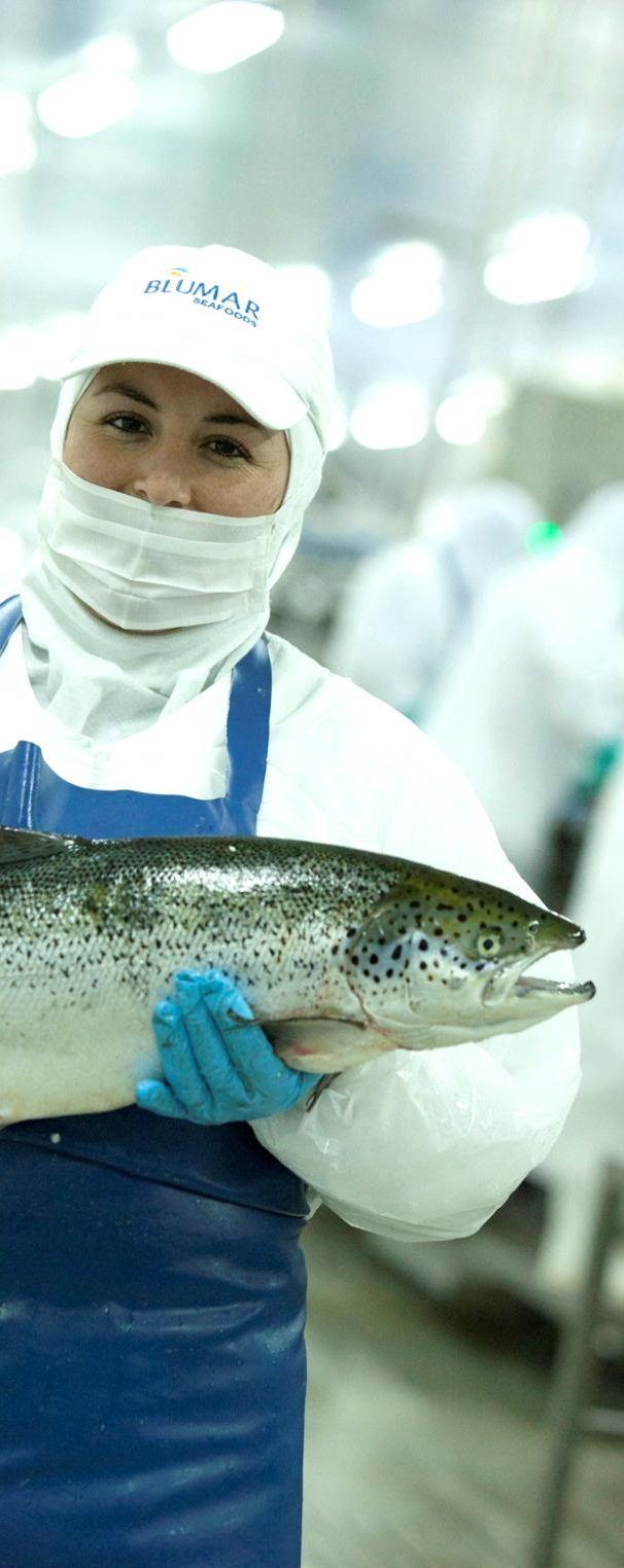 Segmento Acuícola Aumento de la producción y venta de salmón atlántico Contribución relativa de la venta de Salmón Atlántico aumentó de un 15% en 1S 2011 a un 35% en 1S 2012 Aumento en el costo