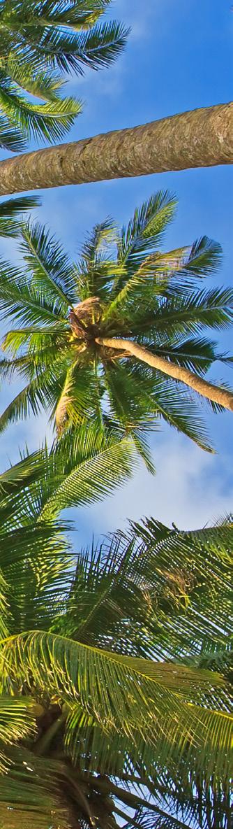 PALMA DE COCO Nombre científico Cocos Nucifera La palmera tiene un solo tronco, casi siempre inclinado, liso o áspero, y alcanza una altura de 10 a 20 m.