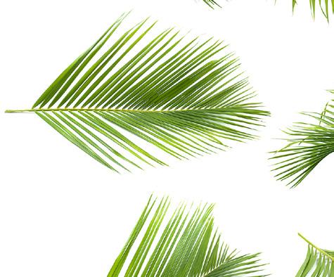DESARROLLO DE MERCADO "Impulsar la producción nacional de palma de coco y desarrollar mercados de alto valor agregado en Estados Unidos y Sudamérica.