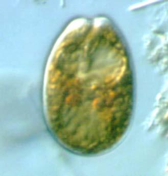 Protoceratium