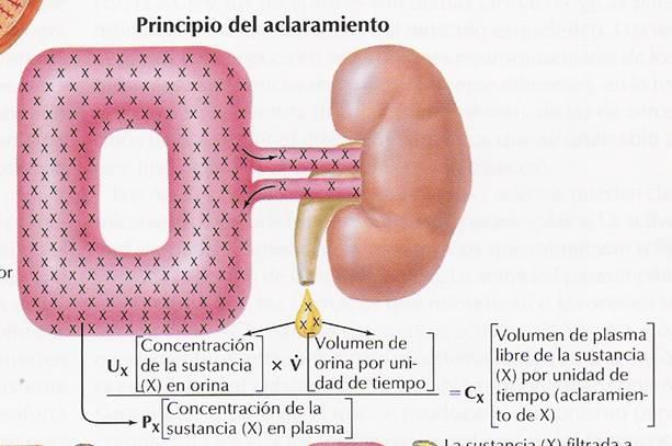 En el riñón se producen procesos de filtración