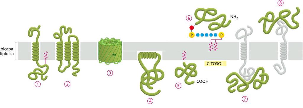 Proteínas Mientras que los lípidos ejercen principalmente una función estructural, las proteínas no sólo desempeñan un rol estructural sino que además son las responsables de las funciones