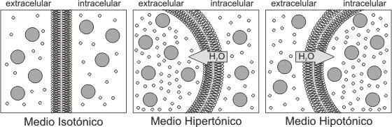 En el caso particular del H 2 O, la difusión simple se denomina ósmosis. El pasaje de agua a través de la membrana u ósmosis se lleva a cabo siempre en forma espontánea y muy rápidamente.