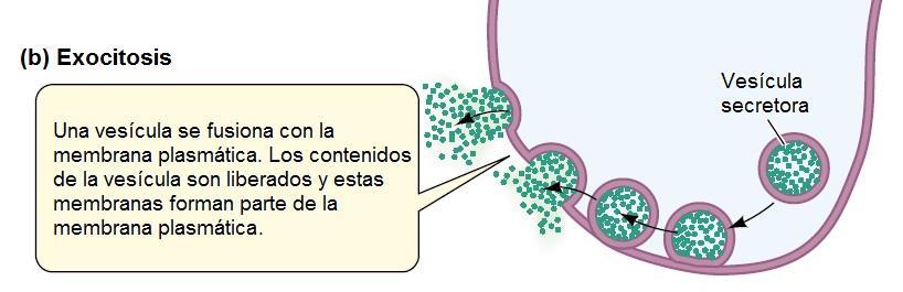 Es el proceso inverso a la endocitosis. En este caso, material contenido en vesículas intracelulares también llamadas vesículas de secreción es vertido al medio extracelular.