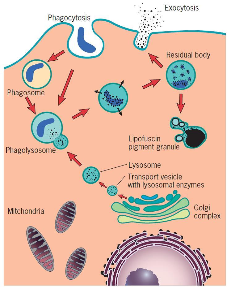 La función más importante de los fagocitos es la fagocitosis, que significa ingestión celular.