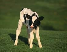 Impacto en mejoramiento SELECCIÓN GENÓMICA En 2007 se estimó que la selección genómica podía duplicar el progreso genético anual en producción de leche (Schaeffer, 2007) REVOLUCIÓN!