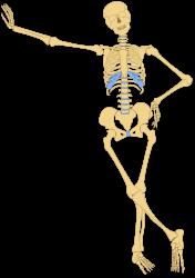 Our bones are hard and rigid. The skeleton holds the body up. It gives us shape. It protects the most delicate parts of the body like the brain, the heart and the lungs.