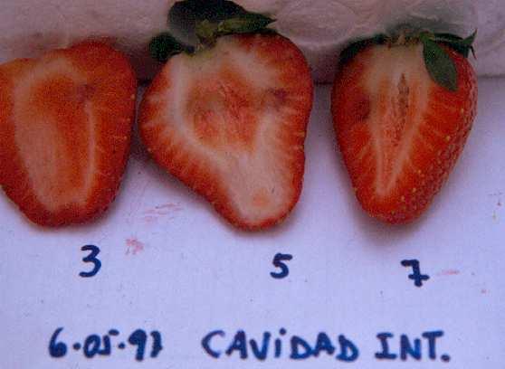 Cavidad interior del fruto - 3.