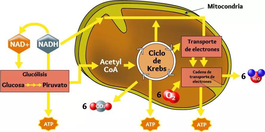 La membrana interna mitocondrial es impermeable a NADH Sistema