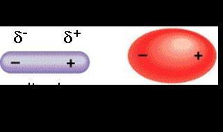 Fuerzas dipolo-dipolo inducido Ocurren entre una molécula polar (dipolo) y
