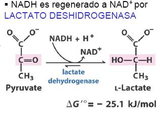 Lactato deshidrogenasa (EC 1.1.1.27).