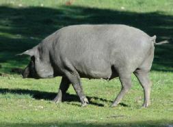 Más reciente es la división que para el Cerdo Ibérico aporta Carlos Buxadé (1984), y que viene a reflejar la existencia de dos grandes grupos dentro del porcino ibérico, el de las variedades negras,
