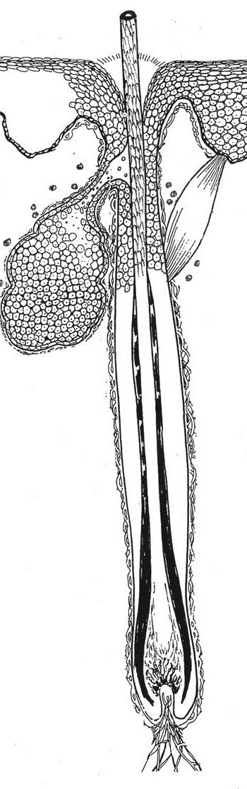 erector del pelo (horripilador) (3): constituido por fibras de músculo liso.