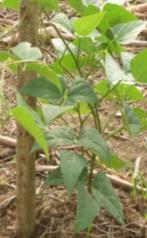 Nombre común: Pech café Nombre científico: Phaseolus lunatus Esta variedad es de planta trepadora.