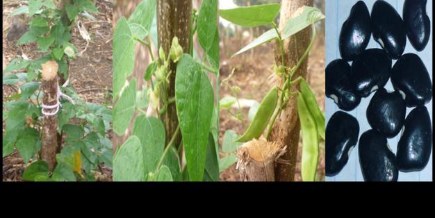 Nombre común: Pech Nombre científico: Phaseolus lunatus Es una planta trepadora, ya que el tipo de crecimiento que tiene es indeterminado, es decir, cuando empieza a dar la primera floración se sigue