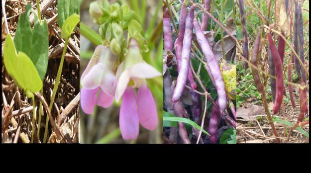 Nombre común: Tierra cáscara roja Nombre científico: Phaseolus vulgaris Es una planta leguminosa y semiperenne. Llega a tener una altura optima de 50-55cm.