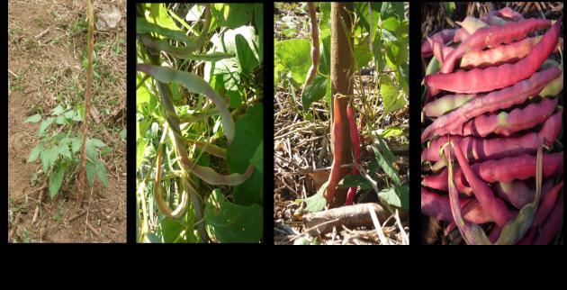 Nombre común: Vara Nombre científico: Phaseolus vulgaris Esta variedad llega alcanzar aproximadamente 1-1.5m de altura. Es una planta trepadora.