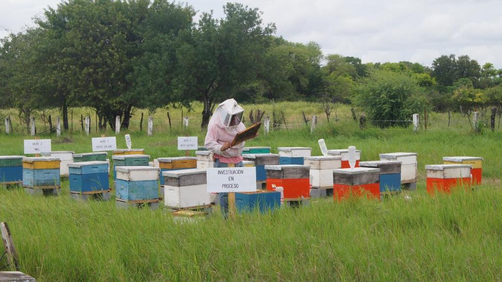 VI. Seleccionar abejas que demuestren una muy buena conducta higiénica. VII. Revisar el equipo y material que se utiliza en los apiarios (alzas, cámaras de cría, pisos, cera, etc.