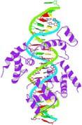 Trends in Ecology & Evolution 20(6): 312-319 46 ORIGEN DE LOS CORDADOS 47 ORIGEN DE LOS VERTEBRADOS Pit-1 homeobox- con proteína asociada al ADN EVOLUCIÓN MOLECULAR: GENES HOX Subgrupo