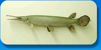 ACTINOPTERYGII: biosistemática Sarcopterygii (carnosa aleta) Actinistia Dipnomorpha Actinopterygii (radio
