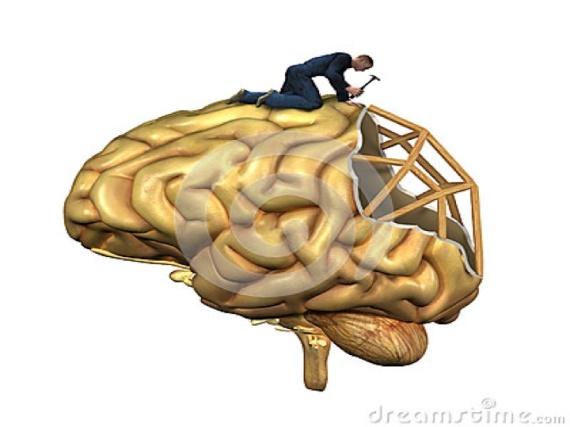 Introducción u El término plasticidad cerebral expresa la capacidad cerebral para
