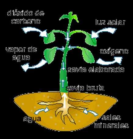 Importancia de la fotosíntesis La única vía importante de producción de carbono orgánico nuevo, procede de la fotosíntesis y de la quimiosintesis