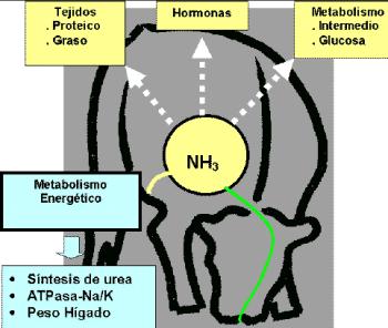 dos) y mayor catabolismo de aminoácidos (4, 8, 9, 10). También síntesis y utilización de la glucosa y la síntesis de ATP son menores.