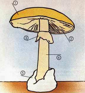 Para coñecer os cogomelos debemos saber ben cales son as súas partes: - Sombreiro: é a parte máis ancha que se atopa encima do pé. - Lámina: a parte máis inferior do sombreiro.