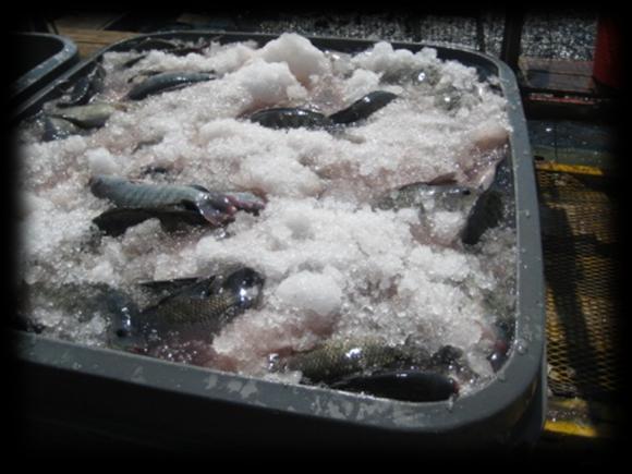 OBJETIVO El Programa de Inocuidad Acuícola en los cultivos de peces, se lleva