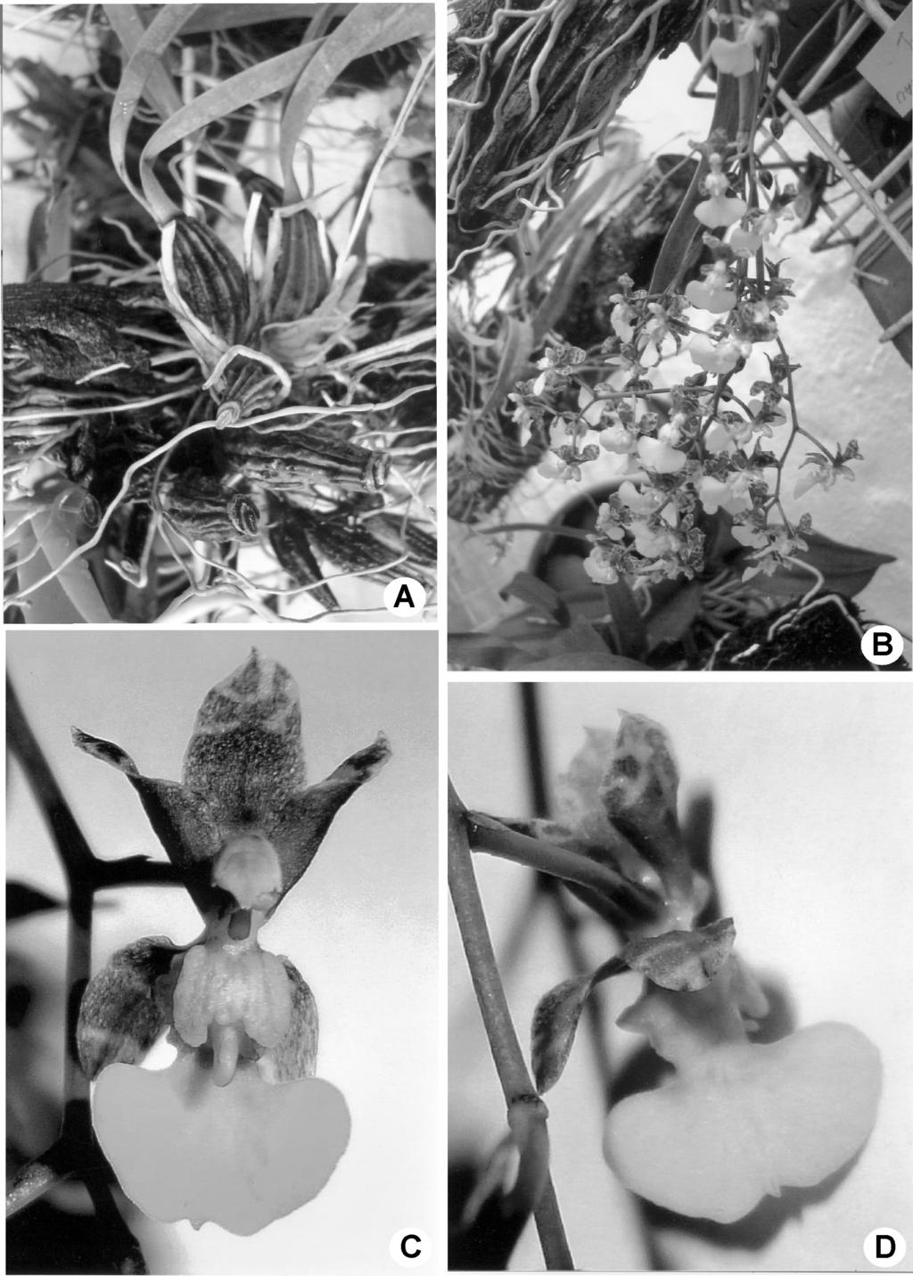 M. Valebella, Gomesa discifera, nueva cita para la flora de Argentina. Fig. 1. Gomesa discifera. A: Aspecto vegetativo.