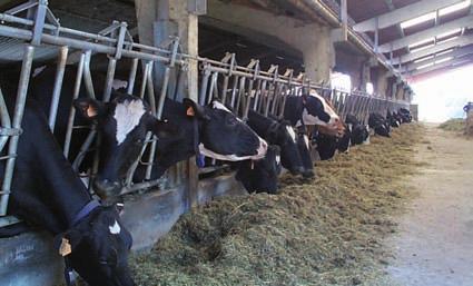 Debido a la mayor velocidad de degradación del almidón en el rumen puede dar lugar a una disminución del contenido en grasa de la leche por litro, manteniéndose en el total de la producción.