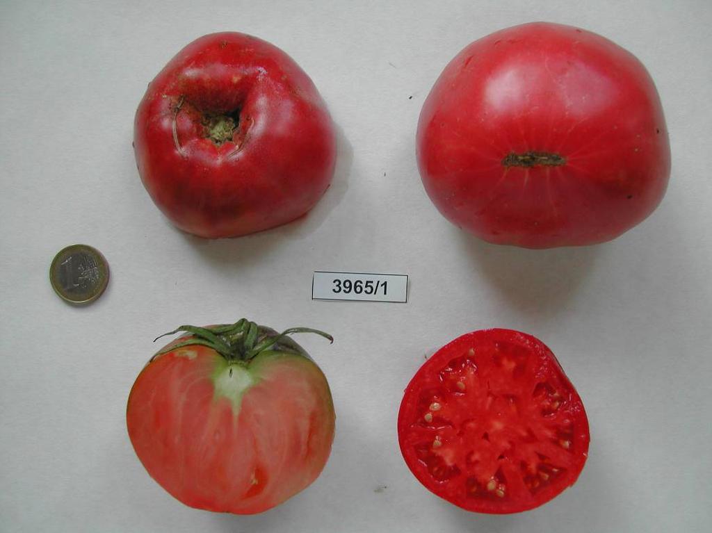 Material vegetal de Aragón: especies hortícolas Tomate: 197