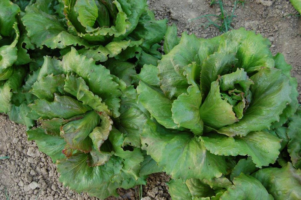 Material vegetal de Aragón: especies hortícolas Lechuga: 96