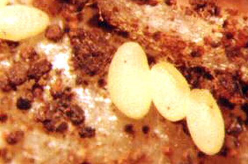 Coleoptera: Chrysomelidae: Diabrotica speciosa, vaquita de San Antonio De amplia difusión en nuestro
