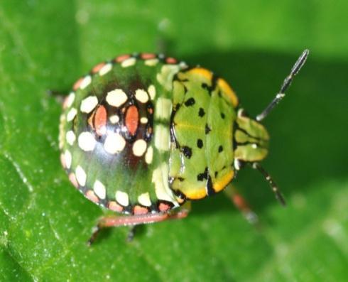 El adulto mide unos 6 mm de longitud su color es verde, con seis manchas amarillas o anaranjadas