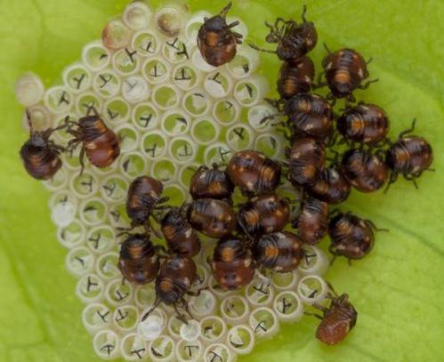 La hembra deposita huevos en grupos compactos y ordenados, generalmente en la cara inferior de las hojas.