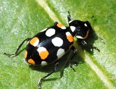 INSECTOS BENEFICOS: Coleoptera: Coccinelidae: Eriopis conexa; Cycloneda sanguinea Los coccinélidos son conocidos vulgarmente como vaquitas y