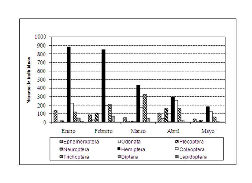 Diversidad, distribución de la comunidad de insectos acuáticos y calidad del agua de la parte alta- media del río David, provincia de Chiriquí, república de Panamá.