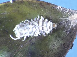 100 Efecto de insecticidas sobre larvas de C.
