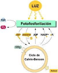 Ribulosa: Cetopentosa de gran importancia biológica, ya que sirve de sustrato intermediario sobre el que se fija el CO 2 en el ciclo