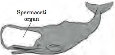 Otras funciones de los Triglicéridos Los cachalotes ( sperm whale ) tienen un gran órgano en la cabeza llamado espermaceti.