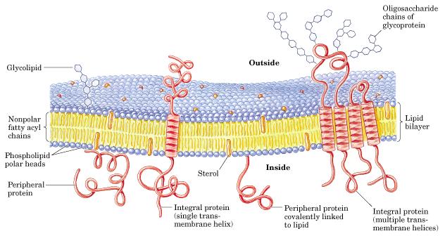 Membranas biológicas Las membranas están formadas por una bicapa de fosfolípidos y moléculas de colesterol