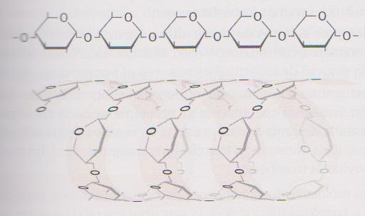Enlaces α(1 6) Puntos de ramificación (cada 15 o 30 gluc) Degradación 2