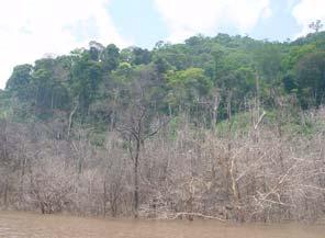 hábitat e importancia de las poblaciones de Oso Andino en los diferentes tipos de hábitat y lo largo del gradiente altitudinal entre los 500 y 2000 m es todavía una interrogante.
