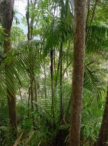 1 comedero de palma (Aiphanex (cf) sp.),; 2 arboles con marcas de ascenso, 1 marca de garra y pelo sobre un árbol y un 1encame en el suelo.